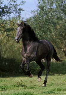 Lusitano horse