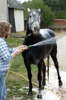 LUSITANO HORSE TAKING A SHOWER