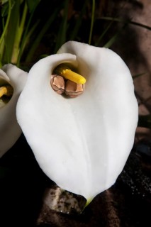 Arum lily frog or arum reed frog