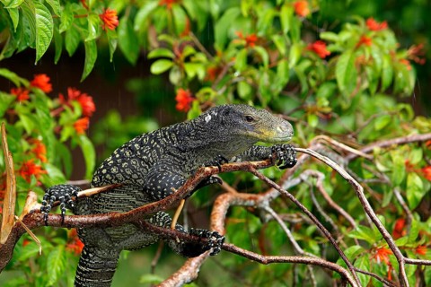 Crocodile monitor