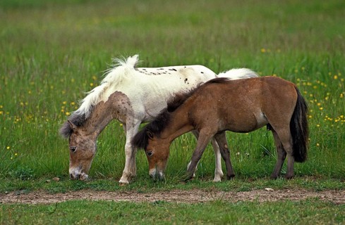American miniature horse