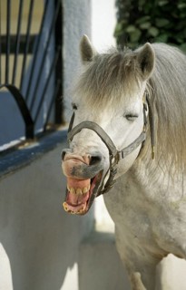 Camargue horse standing in loose box