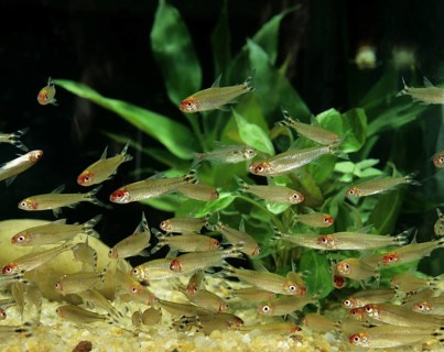 Red Nose Tetra