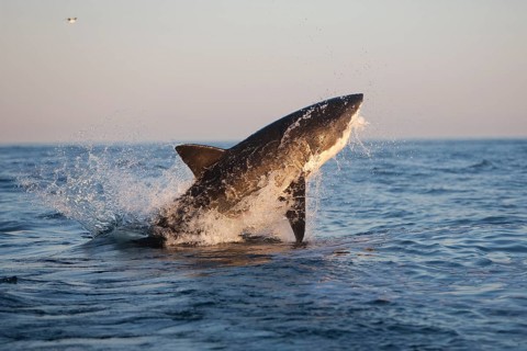 Great white shark