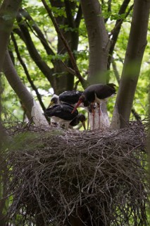 Black Stork