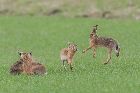 European Hare