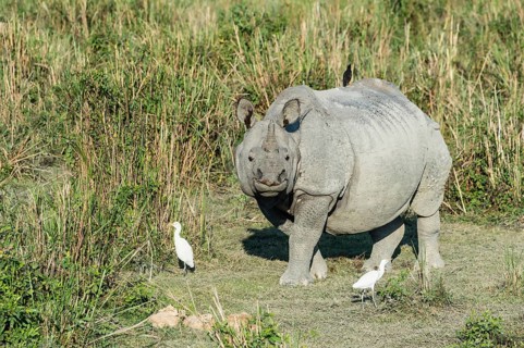 Indian rhinoceros