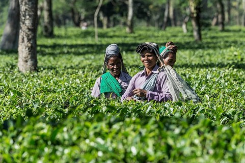 Indian woman picking tea leaves