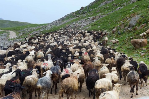 Flock of sheep on the Tosor Pass