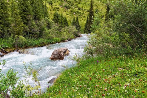 Wildflowers along the Aksu or Saryjaz River