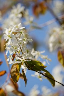 Snowy mespilus