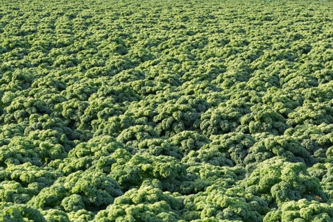 Field with Kale