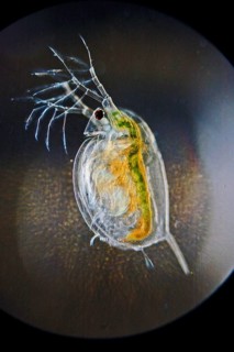 Water flea