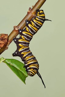 Caterpillar of the monarch butterfly