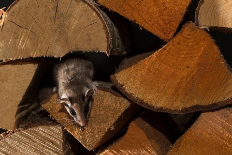 Garden dormouse