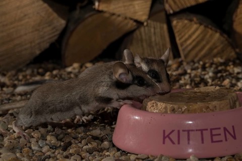 Garden dormouse