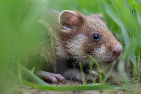 European Hamster