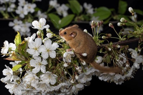 Hazel Dormouse