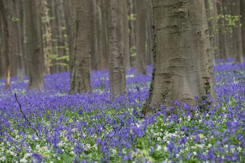 Bluebells