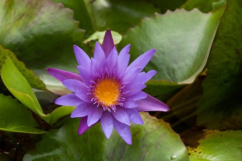 Water lilies