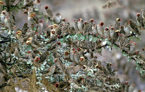 Red Billed Quelea