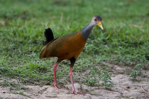 Grey necked wood rail