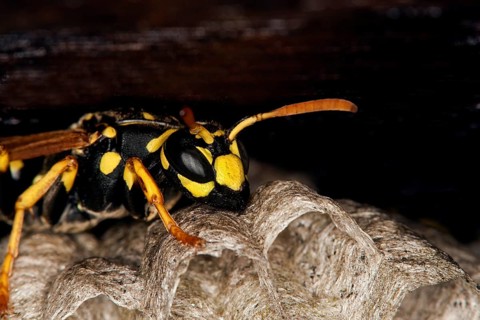 Common Wasp