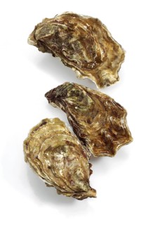 French oyster called Marennes d'Oleron