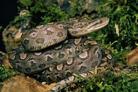 Argentine Rainbow Boa