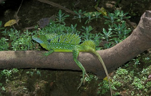 GREEN BASILIS CROPS OR DOUBLE CROPS BASILIS CROPS