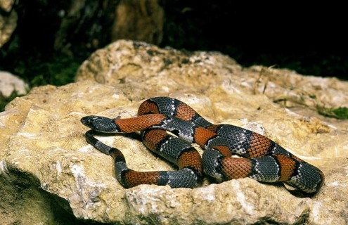 Grey-banded king snake