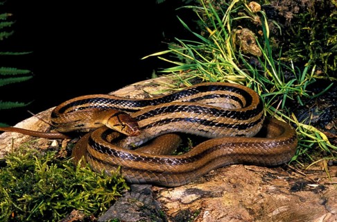 Copperhead rat snake