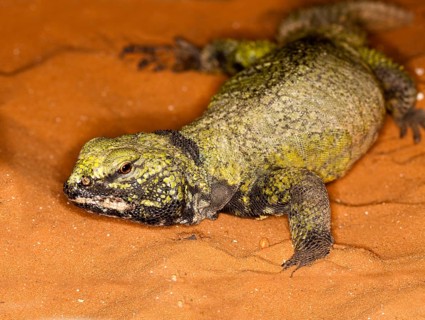 Spiny-tailed Lizard