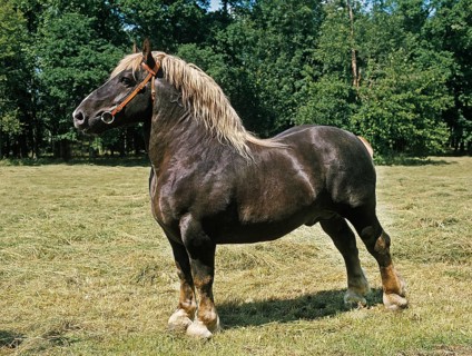 Percheron stallion