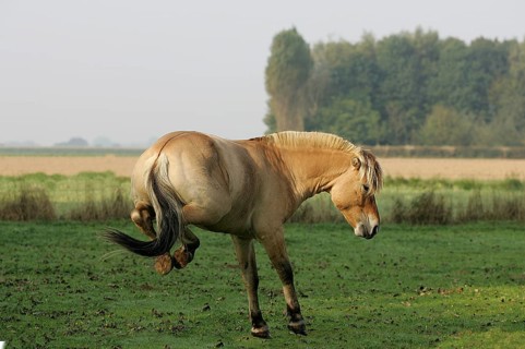 Norwegian fjord stallion