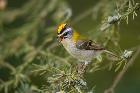 Common firecrest