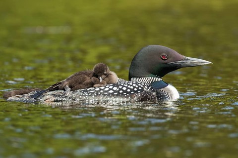 Common loon