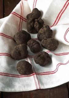 Perigord Truffle