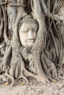 Buddha's head in the roots of the Bodhi tree