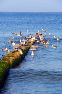 Algae-covered concrete groynes