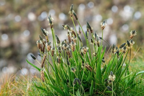 English plantain