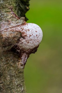 Emerging fruiting body
