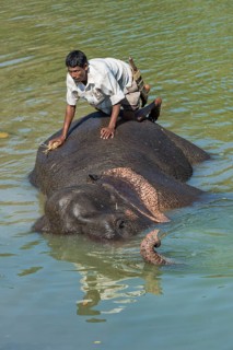 Mahout washing his Indian elephant
