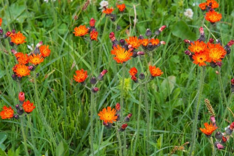 Meadow with wild flowers