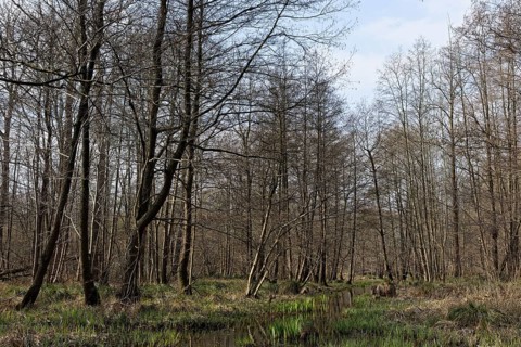 Swamp forest with red