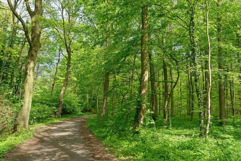 Forest path through copper beech forest