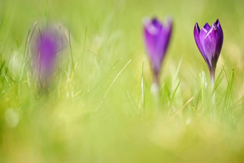 Woodland crocus