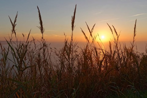 Giant reed