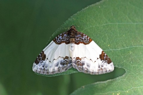 Blackberry leafhopper
