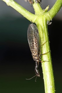 Camel neck fly